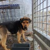 Foto de perro encontrado en Allogny