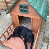 Foto de perro perdido en Avignon