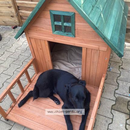 Foto de perro perdido en Avignon