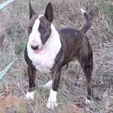 Foto de perro perdido en Beaucaire