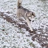 Foto de perro perdido en La Boissiere De Montaigu