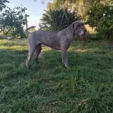 Foto de perro perdido en Barros Blancos