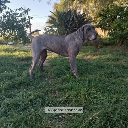 Foto 1/1 Cata Perro perdido en Barros Blancos