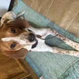 Foto de perro perdido en Skidway Lake