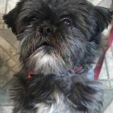 Foto de un perro reunido en St Anselme