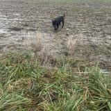 Foto de perro encontrado en Ornex