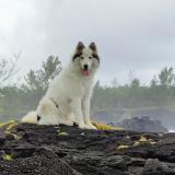 Foto de perro perdido en Piton Ste Rose