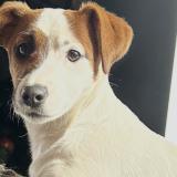 Foto de perro perdido en Pierrelaye