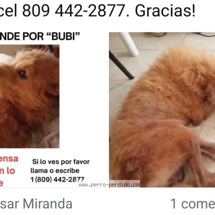 Foto 1/1 Buby Chien perdido en San cristobal