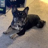 Foto de perro perdido en Sacramento