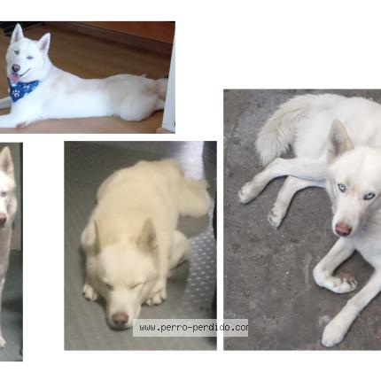 Foto 1/1 RAGNAR Perro perdido en Bogota D C
