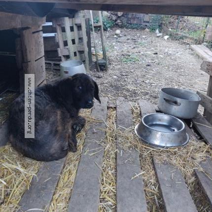 Foto 1/1 Perro encontrado Encontrado en Sospel