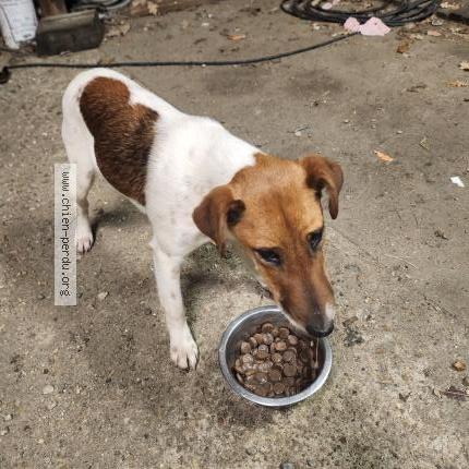 Foto 1/1 ALTO Chien perdido en Rive en loir en anjou