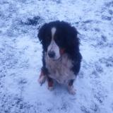 Foto de perro perdido en Rom