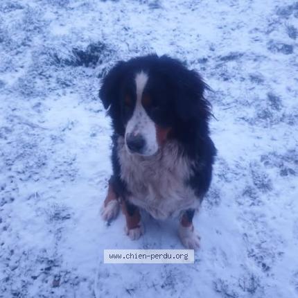 Foto de perro perdido en Rom