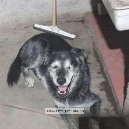 Foto 1/1 Perro encontrado Perdido en Francisco alvarez