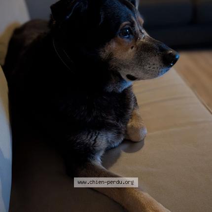 Foto 1/1 Lucky Chien perdido en Cadillac sur garonne