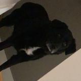 Foto de perro perdido en Saint Pere En Retz