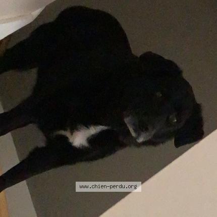 Foto 1/1 Mya Chien perdido en Saint pere en retz