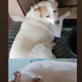 Foto de perro perdido en Lambare