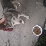 Foto de perro encontrado en San Diego