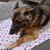 Foto de perro encontrado en Portland