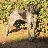 Foto de perro perdido en Tilleul Othon