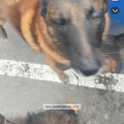 Foto de perro encontrado en Vitry Sur Seine