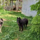 Foto de perro perdido en Rompon