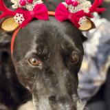 Foto de perro perdido en Saint Pere En Retz