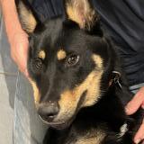 Foto de perro perdido en Saint Emilion