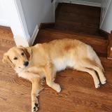 Foto de perro perdido en Montreal