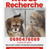 Foto de perro perdido en Le Moule