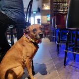 Foto de perro perdido en Pincourt