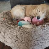 Foto de perro perdido en Henderson