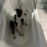 Foto de perro perdido en Vers Gievre Un Peut Vers La Fore