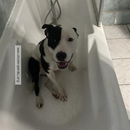 Foto 1/1 Nova Chien perdido en Vers gievre un peut vers la fore