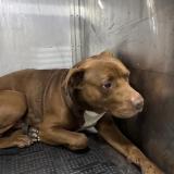 Foto de perro perdido en Austin