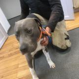 Foto de perro encontrado en Villegouge