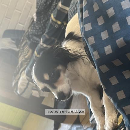 Foto 1/1 Manchitas Perro perdido en San Bernardo