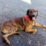 Foto de perro perdido en St Jory De Chalais