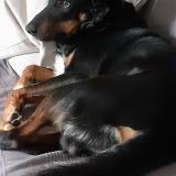 Foto de perro perdido en Mercury