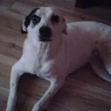 Foto de perro perdido en Casa Grande