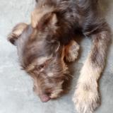 Foto de perro encontrado en Lima