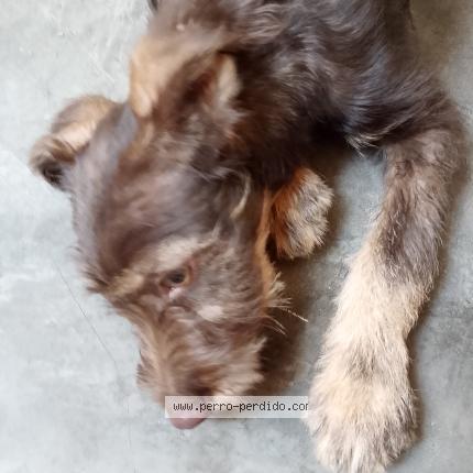 Foto 1/3 Perro encontrado Encontrado en Lima