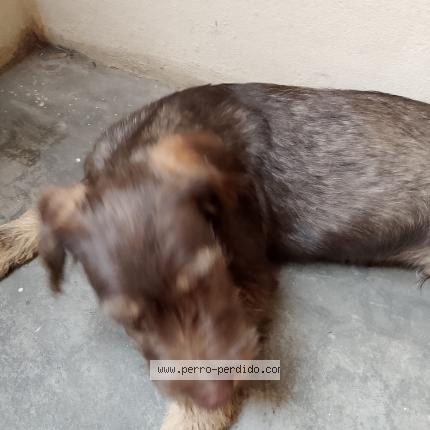 Foto 3/3 Perro encontrado Encontrado en Lima