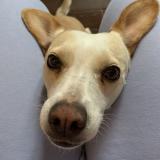 Foto de perro perdido en Saint Uze