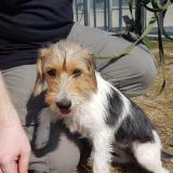 Foto de perro perdido en Chouppes