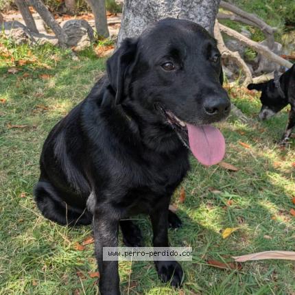 Foto 1/1 Perro encontrado Encontrado en Cordon