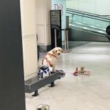 Foto de perro encontrado en Levallois